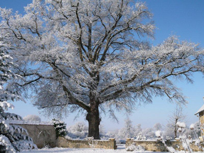 takken van de boom met sneeuw
